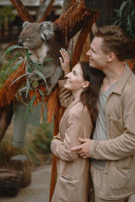 Lachendes Paar beim Date im Zoo streichelt Koala
