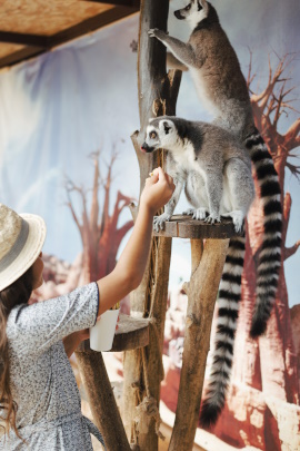 Frau füttert Lemuren im Zoo