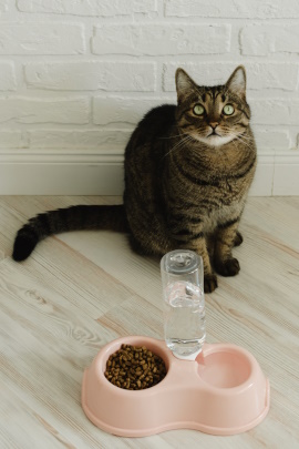 Katze mit Futternapf schaut nach oben